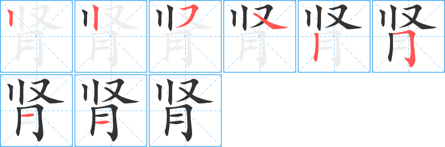 肾字的笔顺分步演示